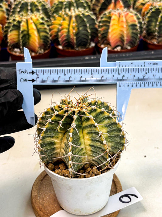 Gymnocalycium Lb Hybrid (gy4) (g6) | Mature Cactus