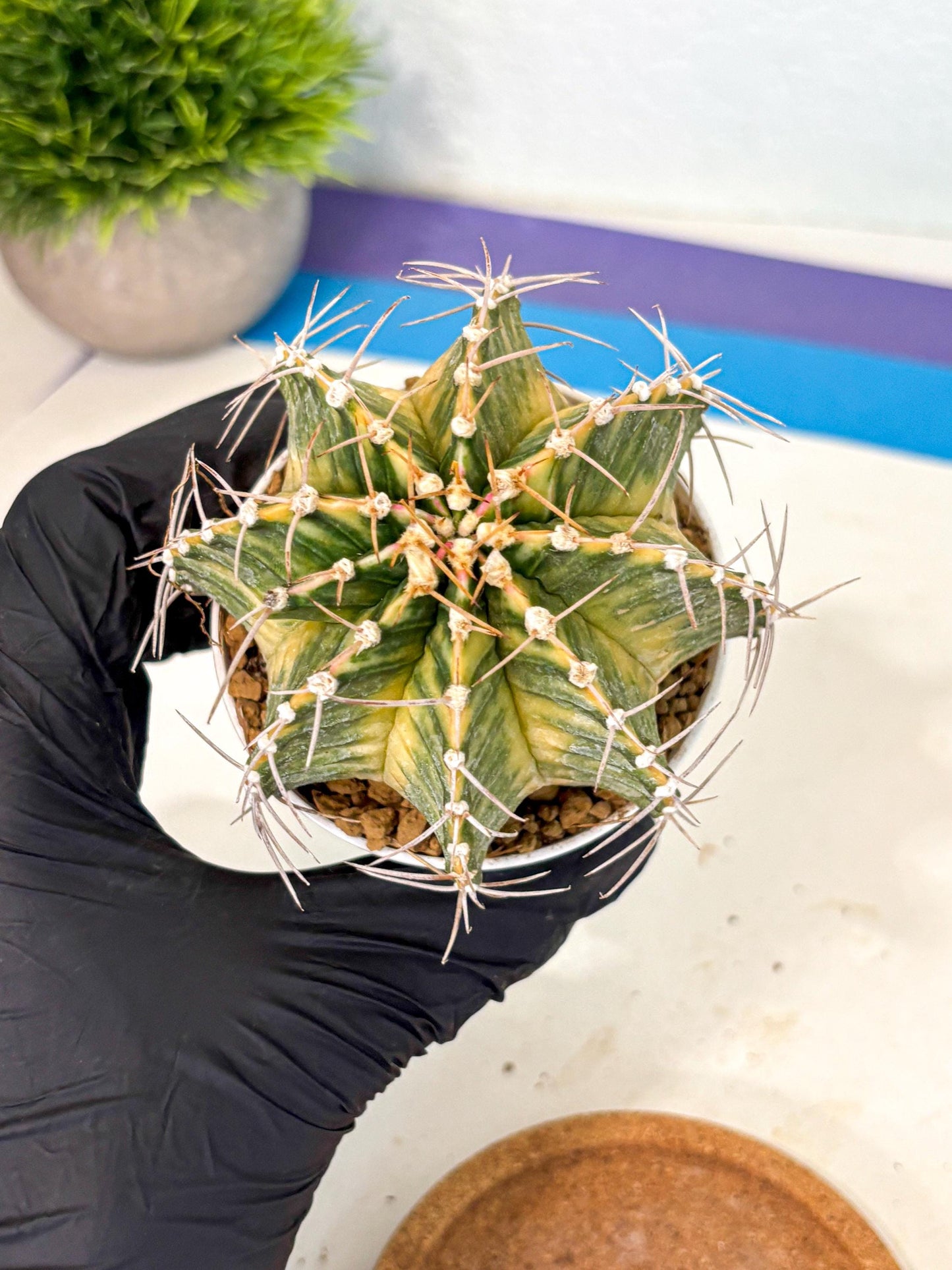Gymnocalycium Lb Hybrid (gy4) (g6) | Mature Cactus
