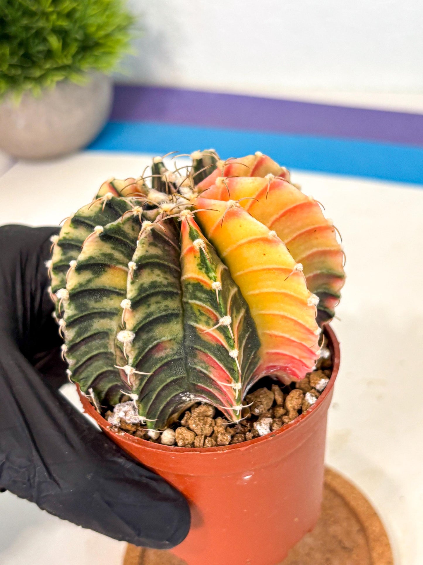 Gymnocalycium Lb Hybrid (gy4) (r1) | Mature Cactus