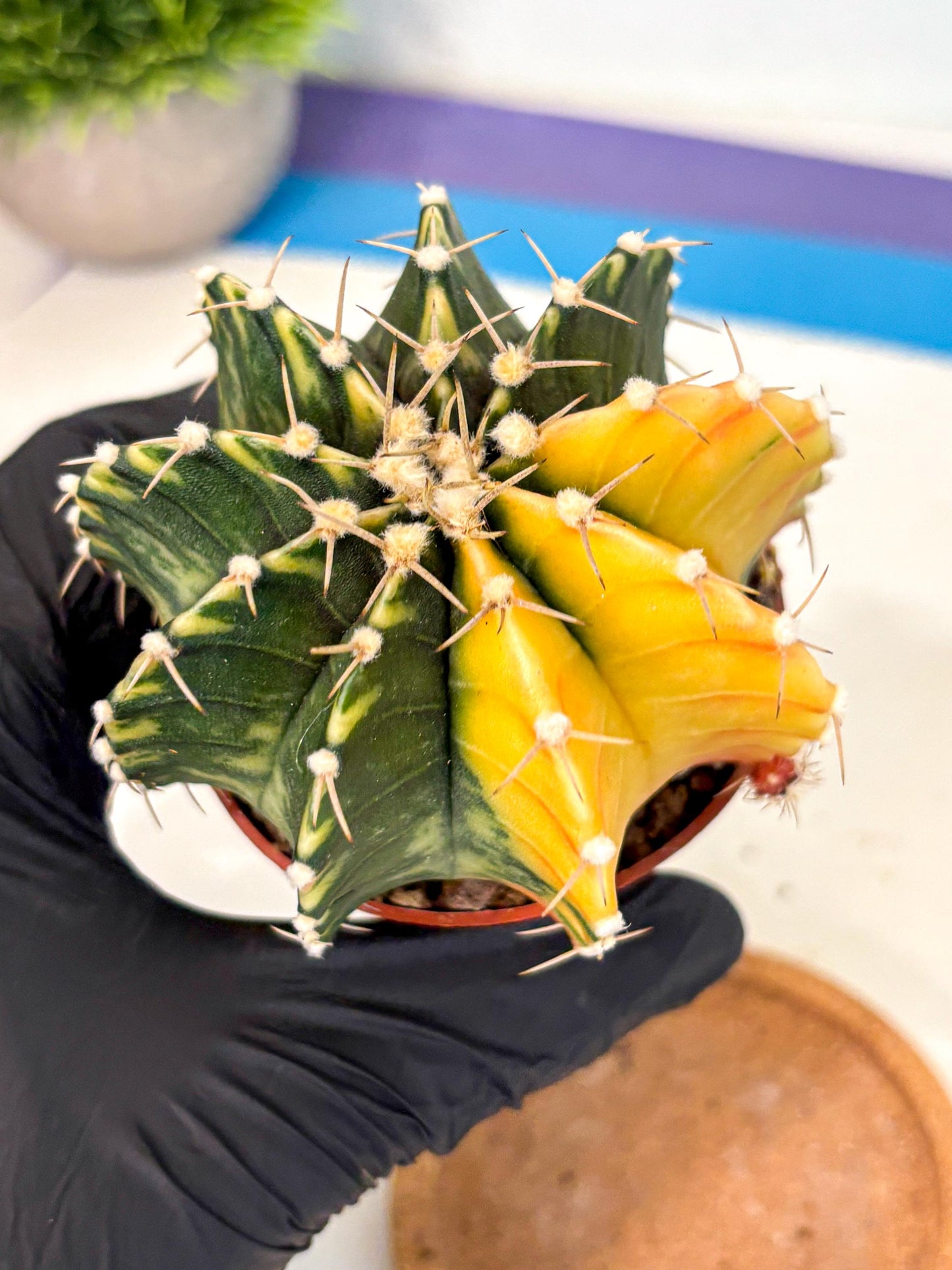 Gymnocalycium Lb Hybrid (gy4) (r2) | Mature Cactus