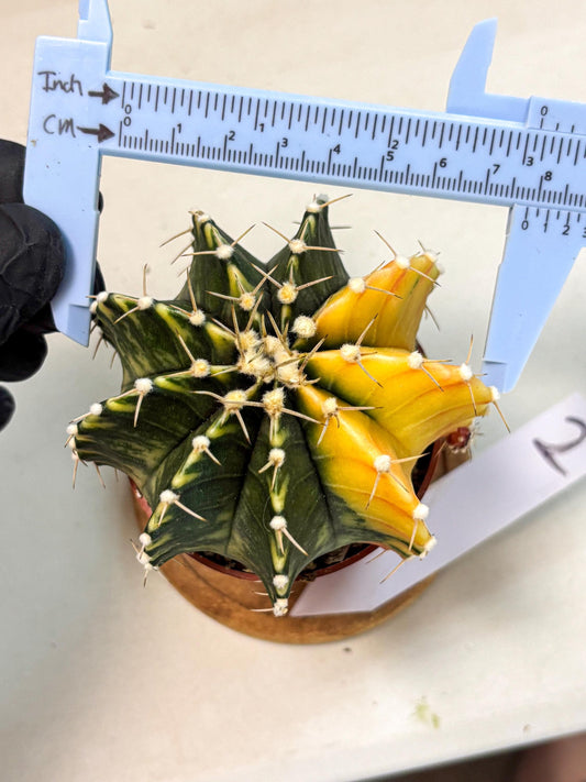 Gymnocalycium Lb Hybrid (gy4) (r2) | Mature Cactus