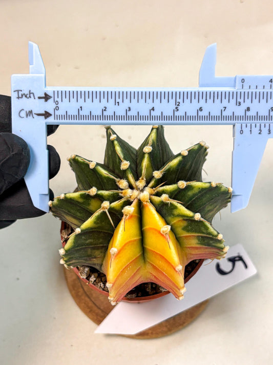 Gymnocalycium Lb Hybrid (gy4) (r5) | Mature Cactus
