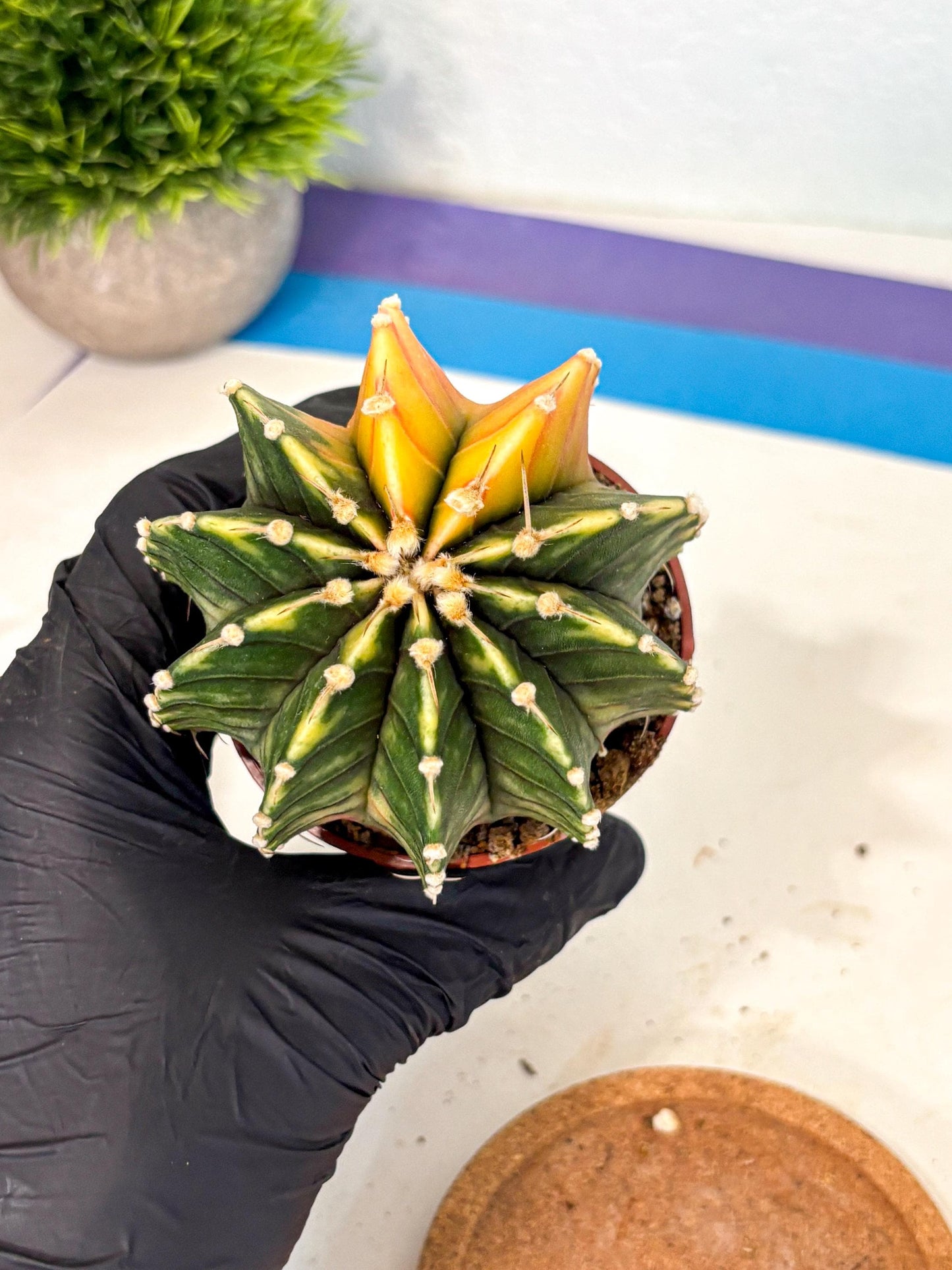 Gymnocalycium Lb Hybrid (gy4) (r5) | Mature Cactus