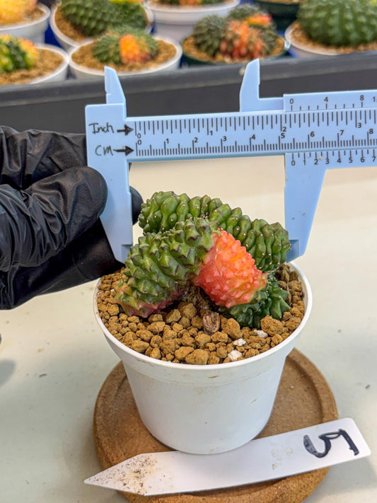 Gymnocalycium Inermis Cristata (gy9) (y5) | Variegated Cactus