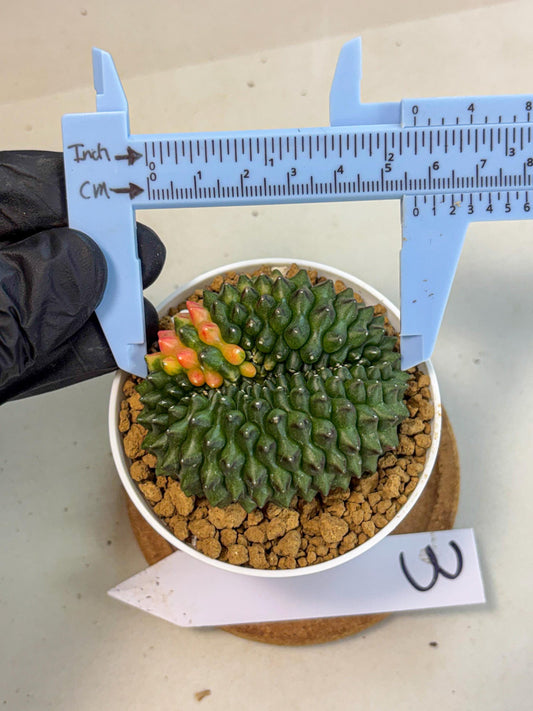 Gymnocalycium Inermis Cristata (gy9) (p3) | Variegated Cactus