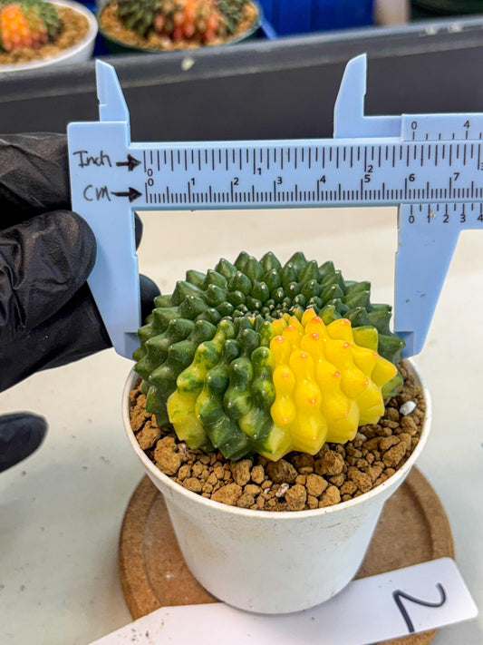 Gymnocalycium Inermis Cristata (gy9) (g2) | Variegated Cactus