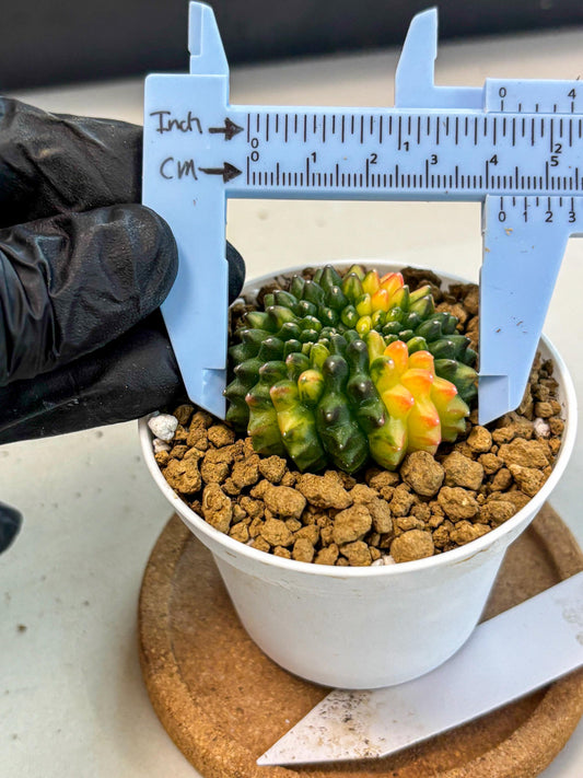 Gymnocalycium Inermis Cristata (gy9) (g5) | Variegated Cactus