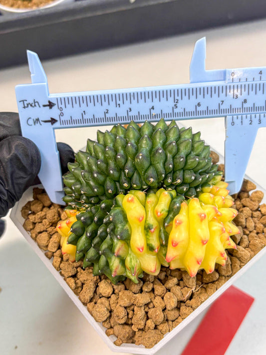 Gymnocalycium Inermis Cristata (gy9) (r) | XL Variegated Cactus