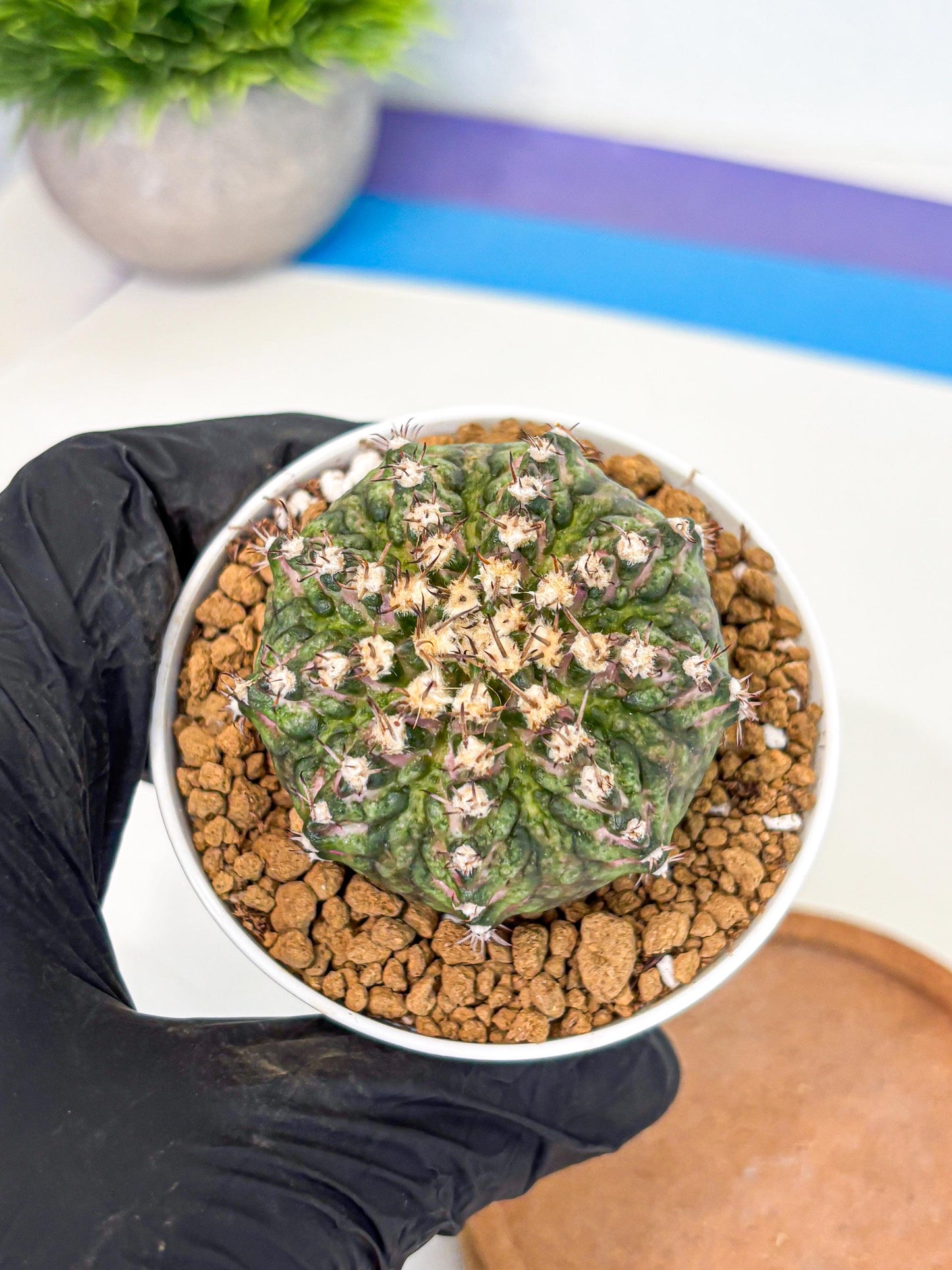 Gymnocalycium T-Rex (gy10) (g2) | Variegated Cactus