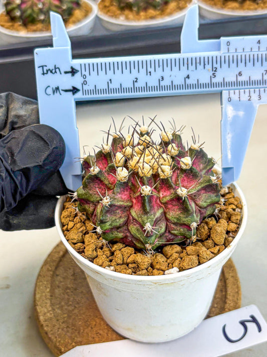 Gymnocalycium T-Rex (gy10) (g5) | Variegated Cactus