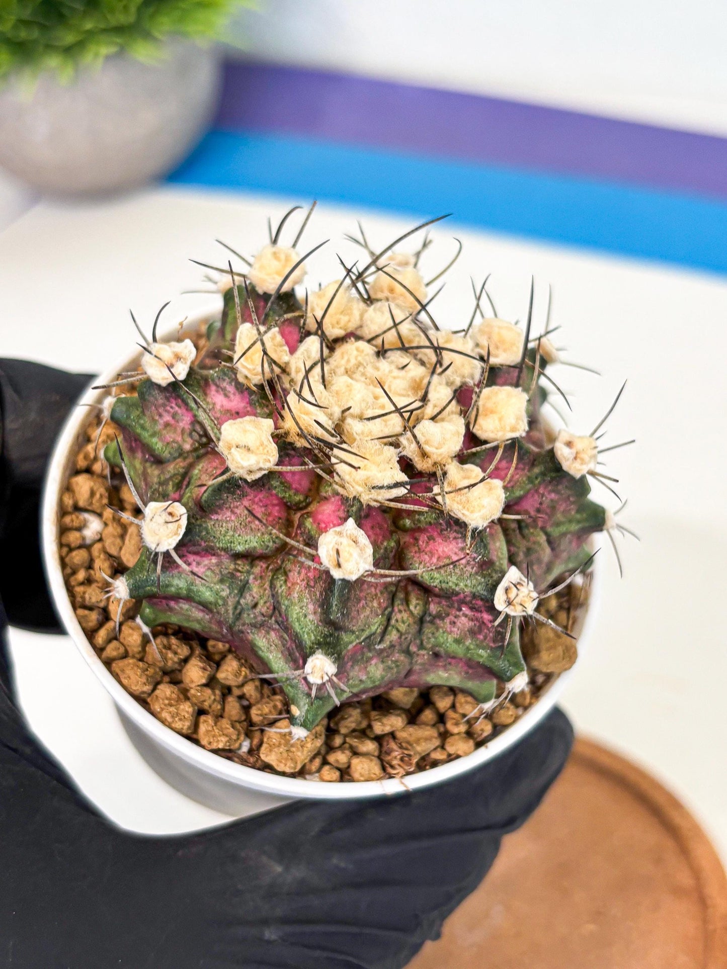 Gymnocalycium T-Rex (gy10) (g6) | Variegated Cactus