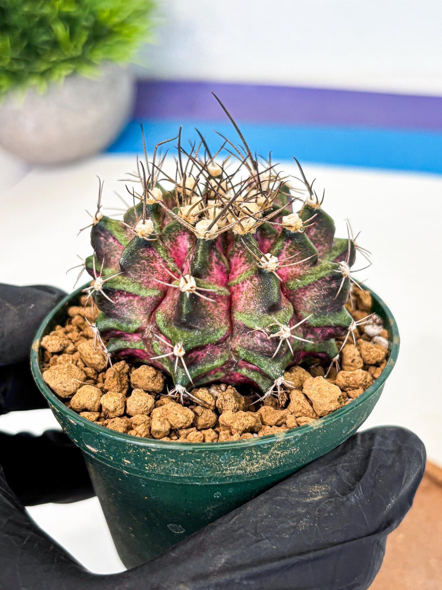 Gymnocalycium T-Rex (gy10) (g7) | Variegated Cactus