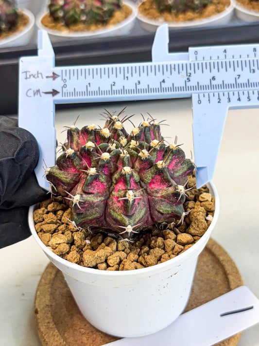 Gymnocalycium T-Rex (gy10) (y1) | Variegated Cactus