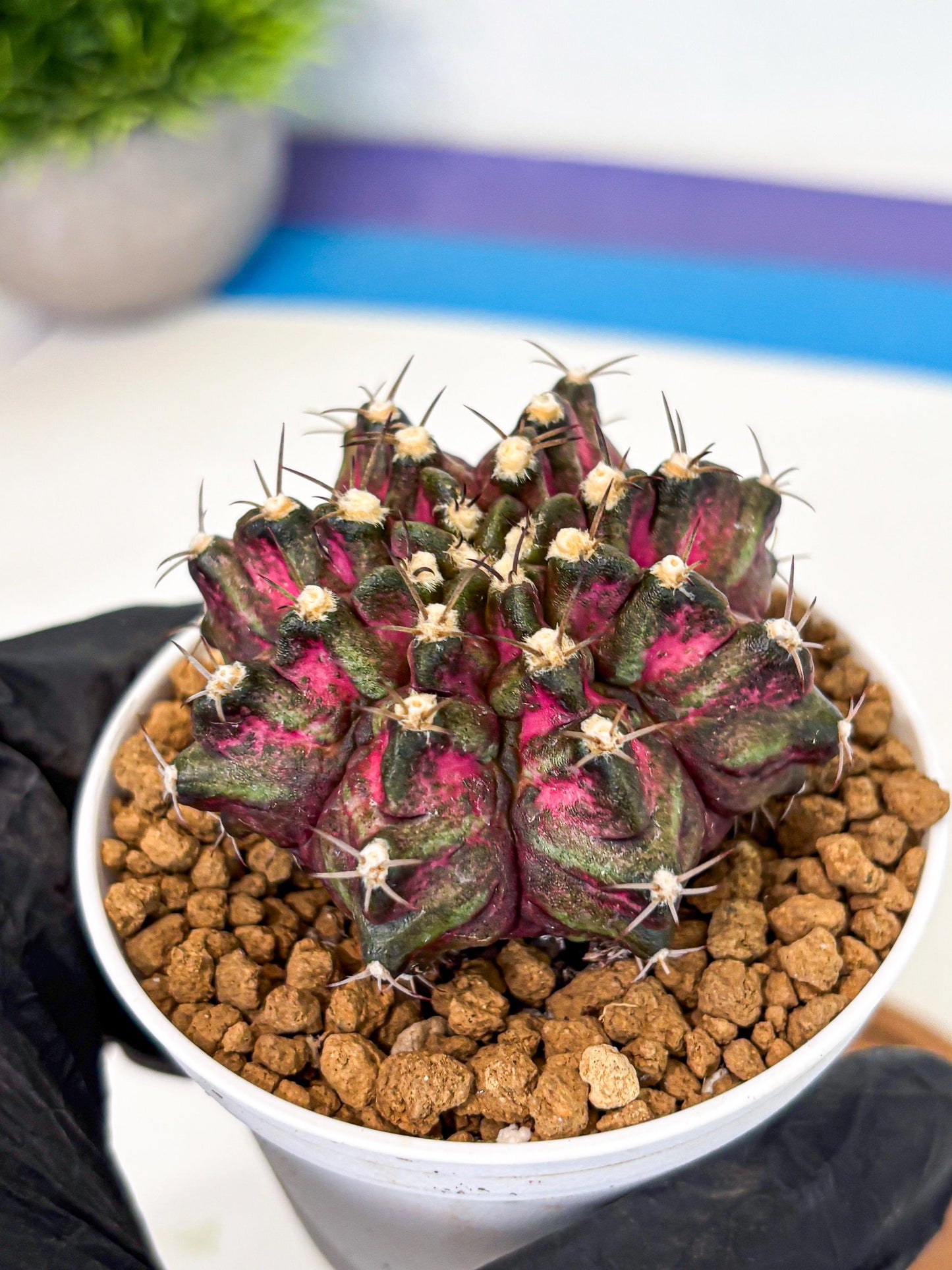 Gymnocalycium T-Rex (gy10) (y1) | Variegated Cactus