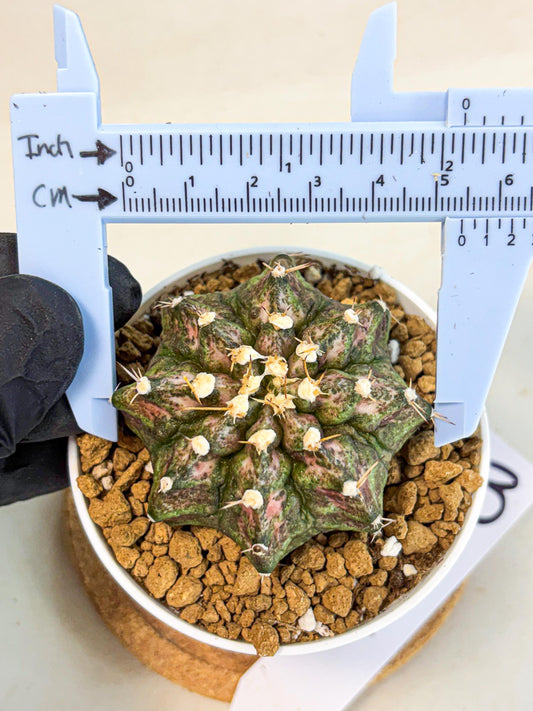 Gymnocalycium T-Rex (gy10) (y3) | Variegated Cactus