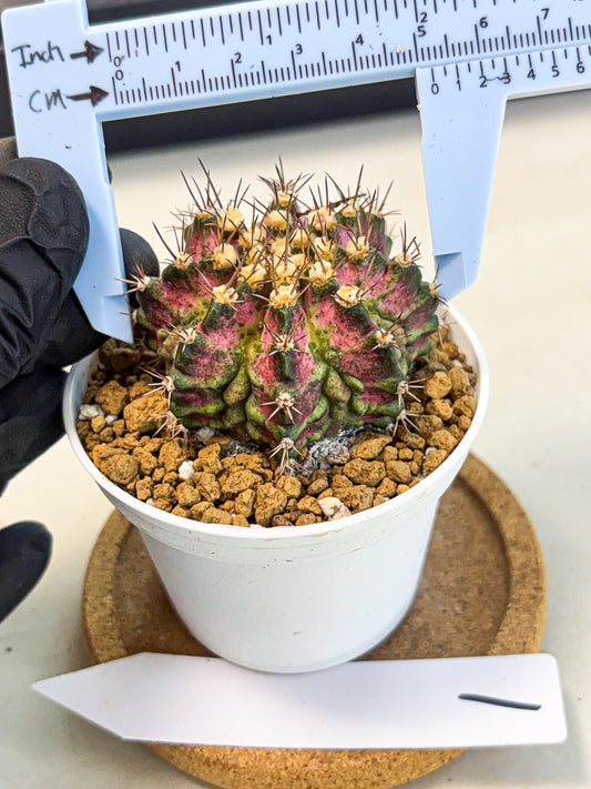 Gymnocalycium T-Rex (gy10) (b1) | Variegated Cactus