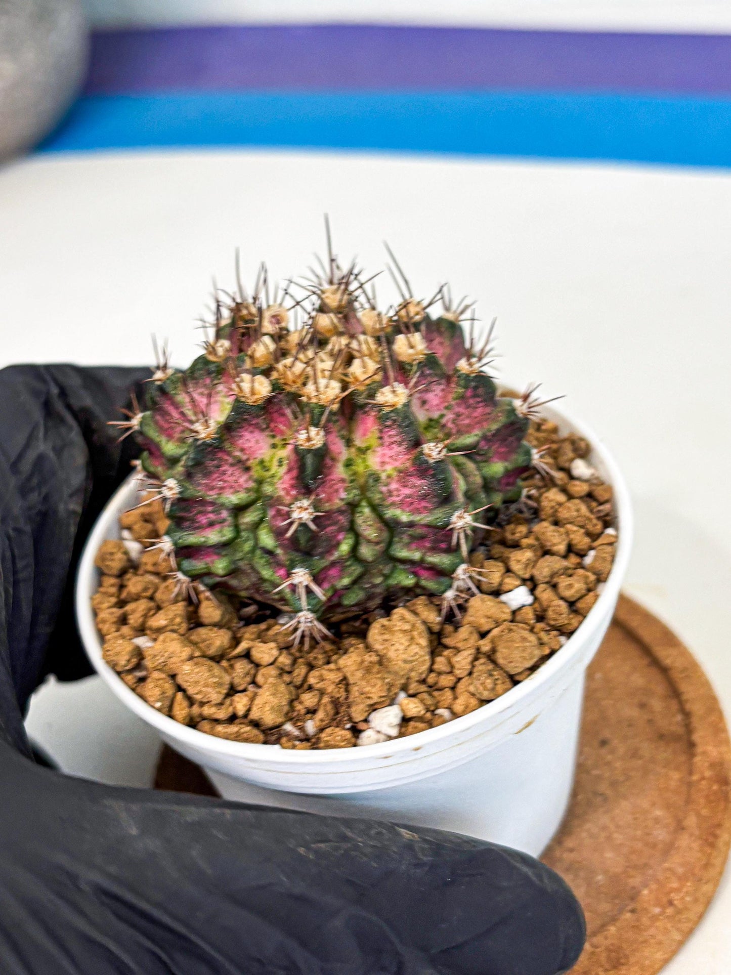 Gymnocalycium T-Rex (gy10) (b1) | Variegated Cactus