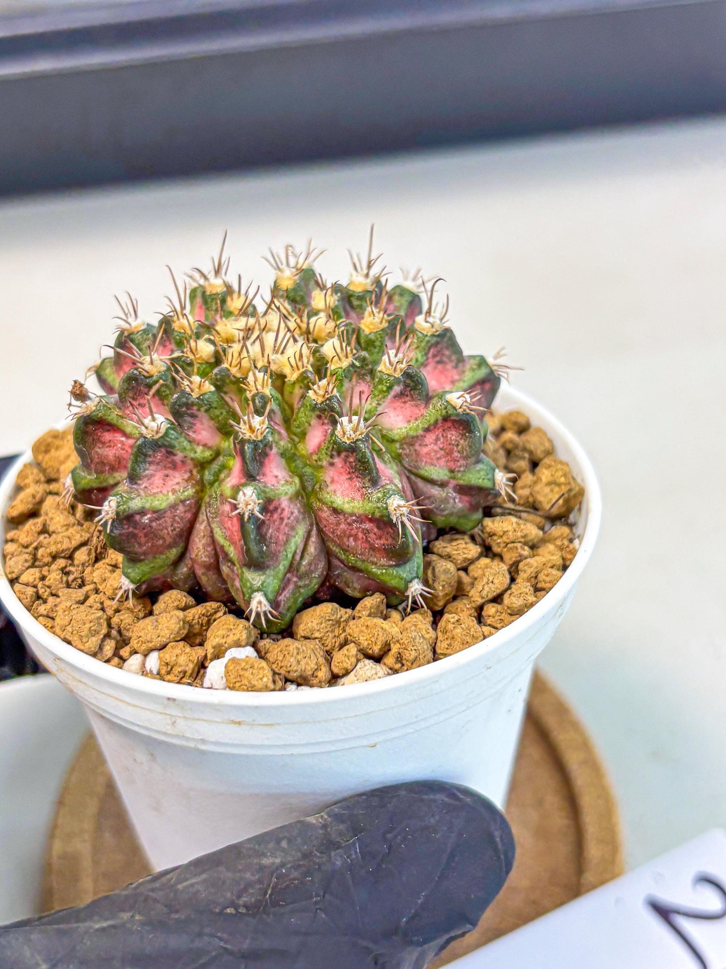 Gymnocalycium T-Rex (gy10) (b2) | Variegated Cactus