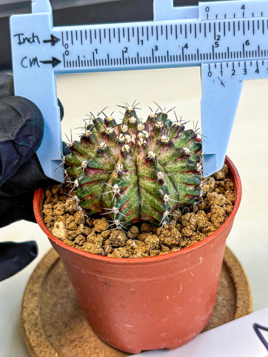 Gymnocalycium T-Rex (gy11) (p2) | Variegated Cactus
