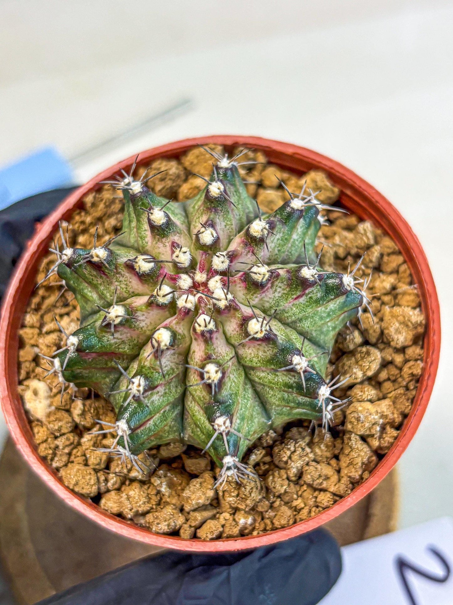 Gymnocalycium T-Rex (gy11) (p2) | Variegated Cactus