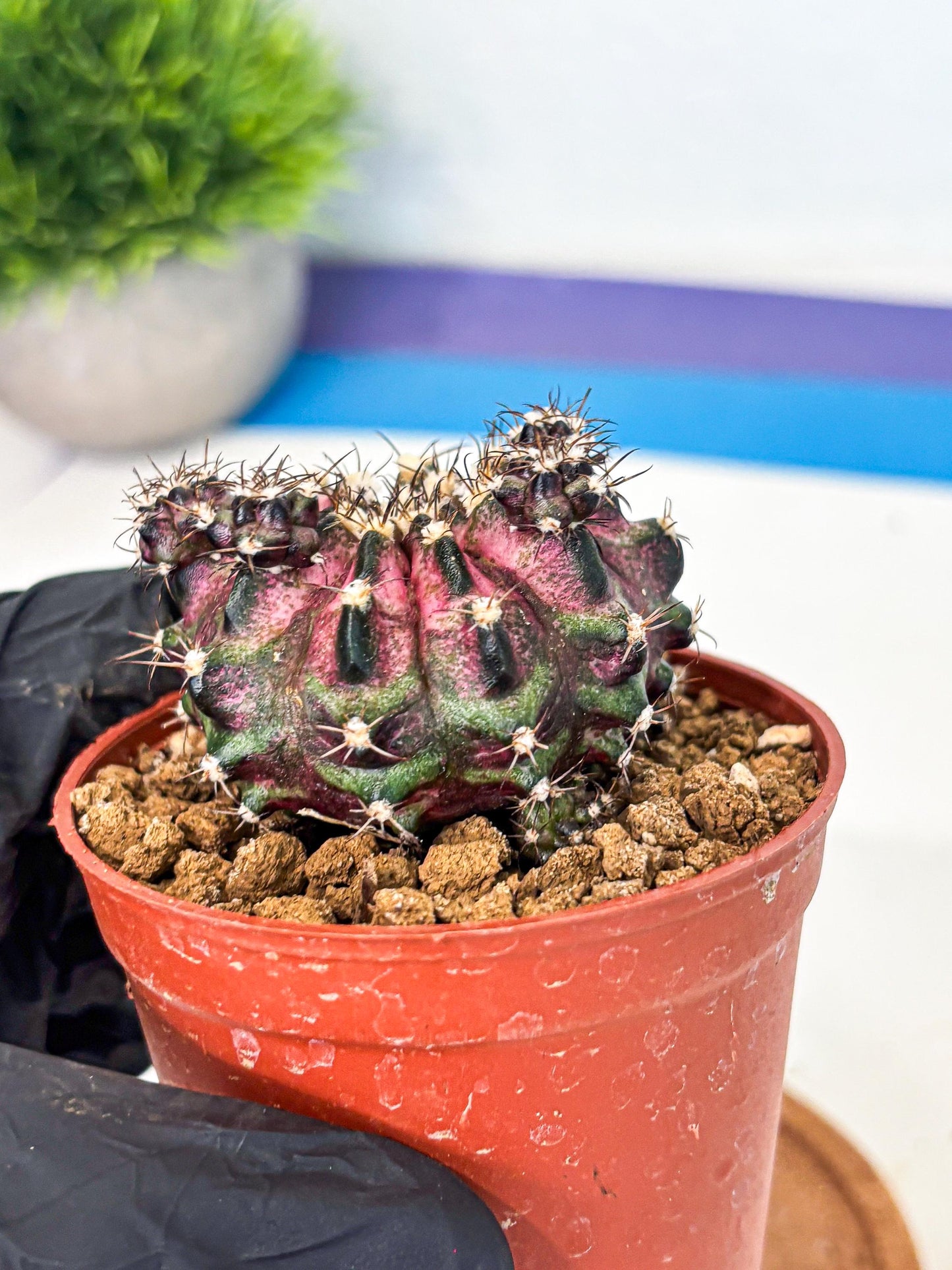 Gymnocalycium T-Rex (gy11) (p4) | Variegated Cactus