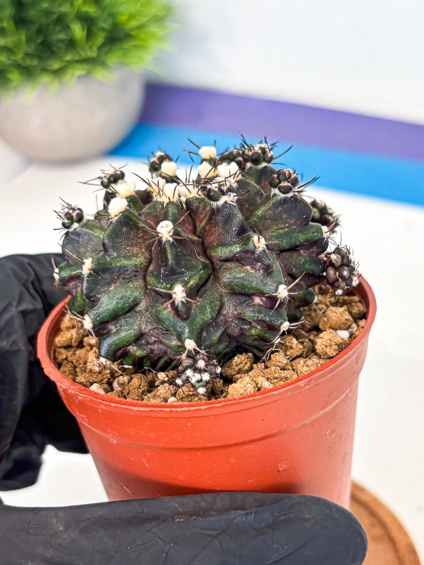 Gymnocalycium T-Rex (gy11) (p7) | Variegated Cactus