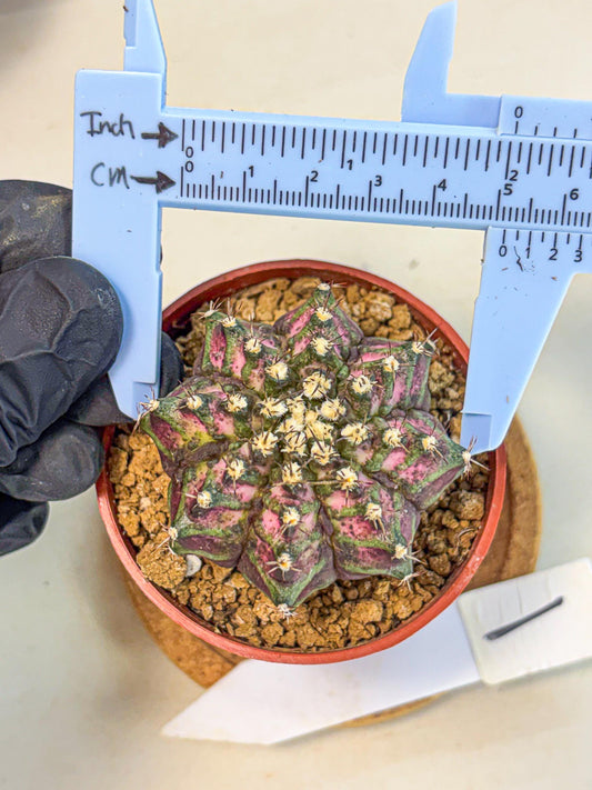 Gymnocalycium T-Rex (gy11) (r1) | Variegated Cactus