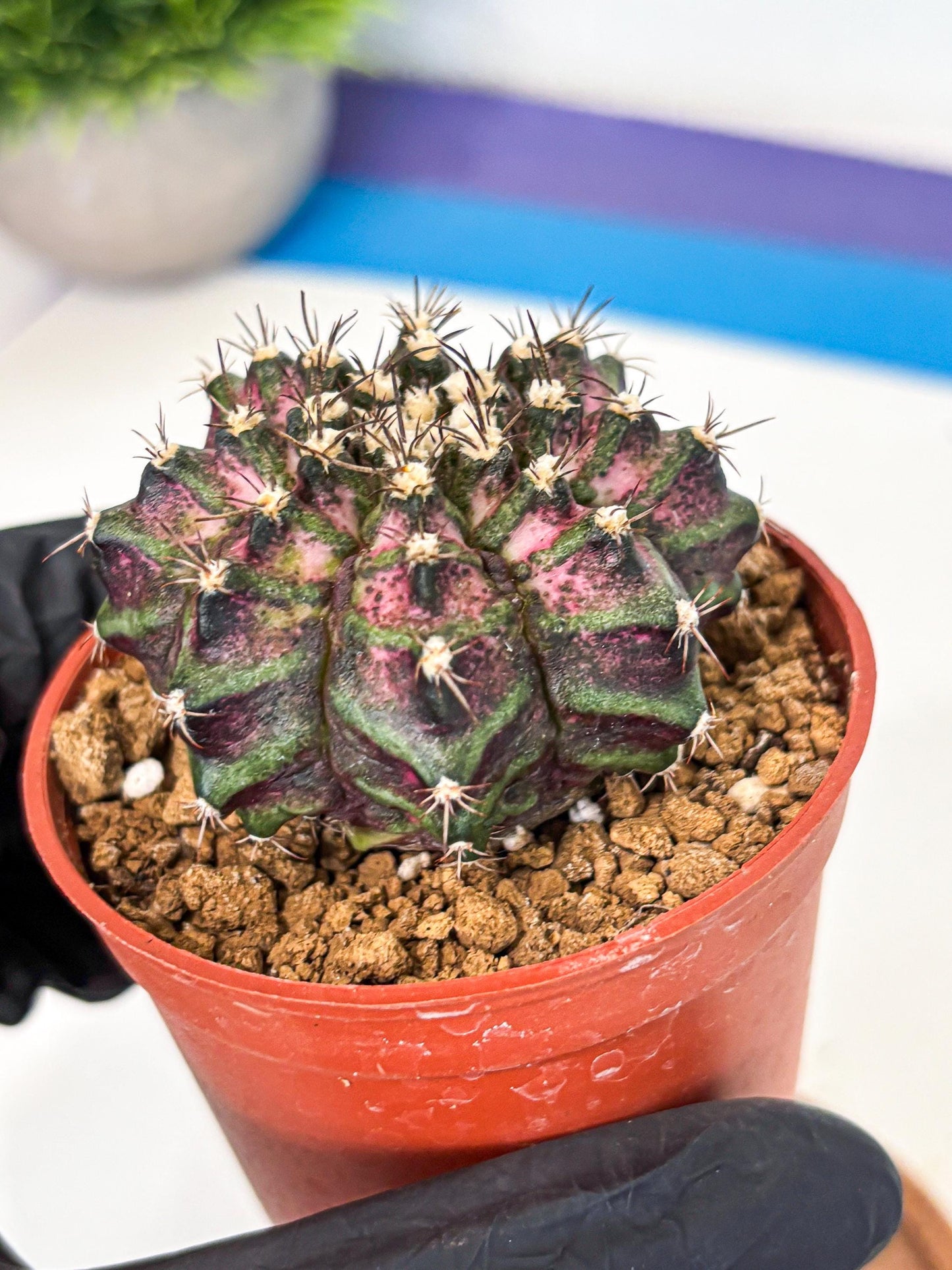 Gymnocalycium T-Rex (gy11) (r1) | Variegated Cactus
