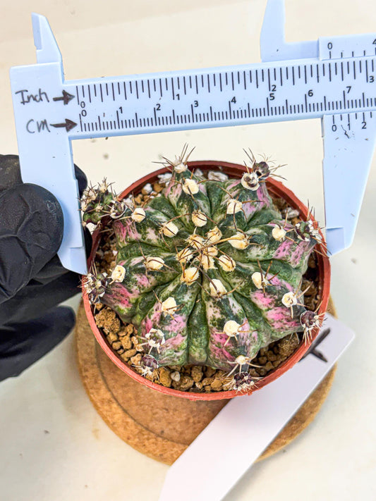 Gymnocalycium T-Rex (gy11) (r4) | Variegated Cactus