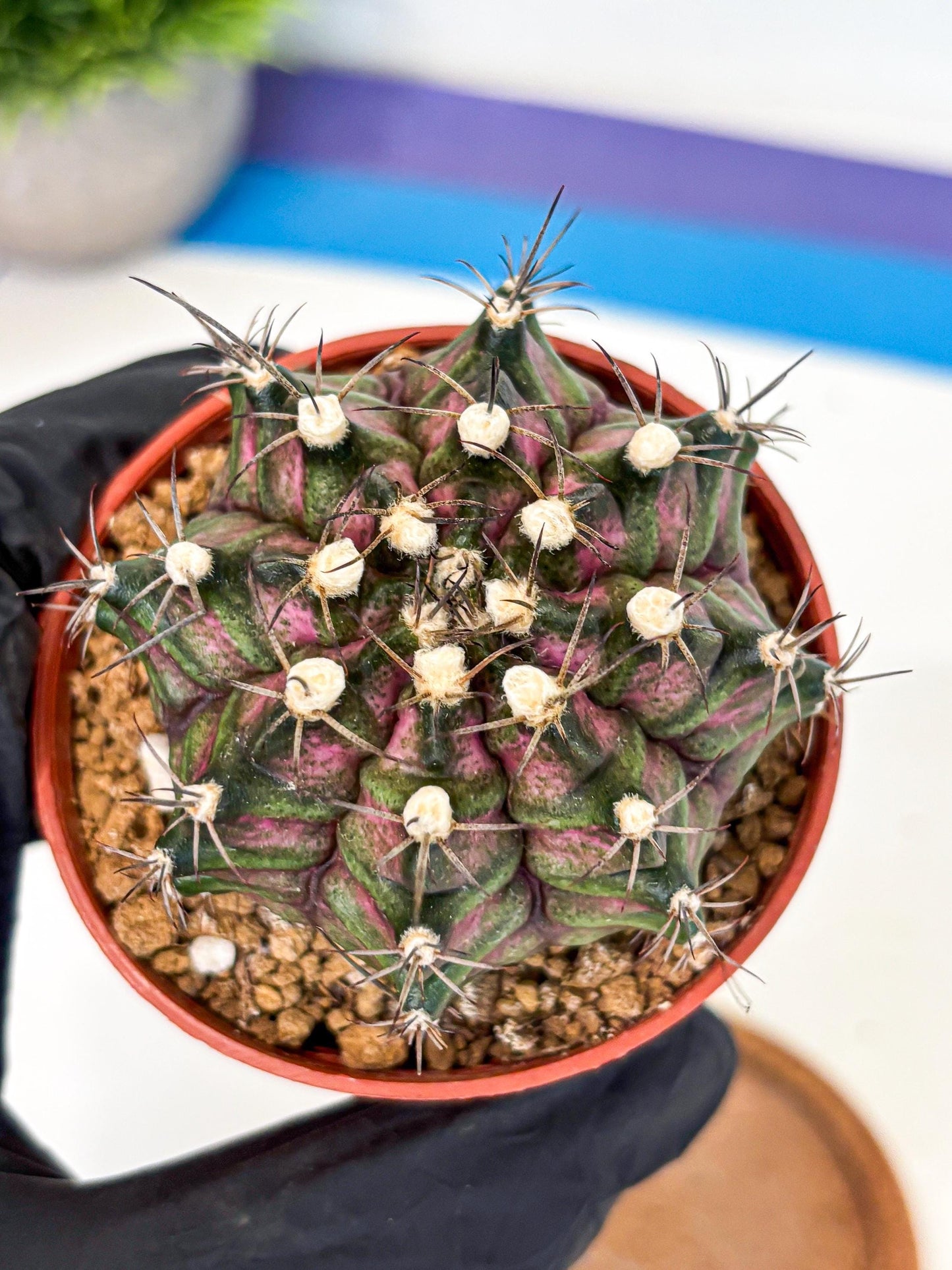Gymnocalycium T-Rex (gy11) (r3) | Variegated Cactus
