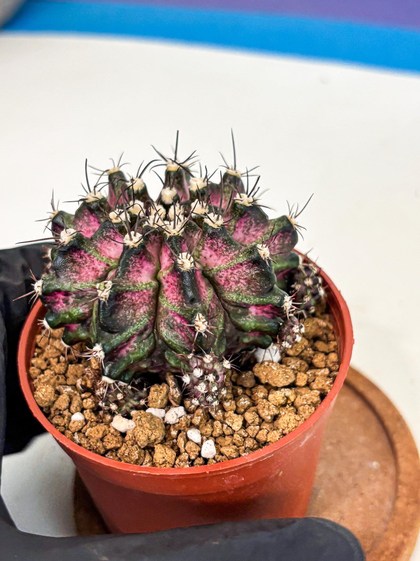 Gymnocalycium T-Rex (gy11) (r5) | Variegated Cactus