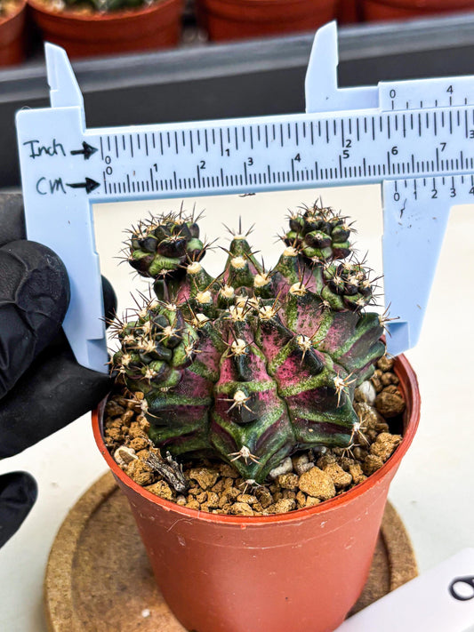 Gymnocalycium T-Rex (gy11) (r) | Variegated Cactus