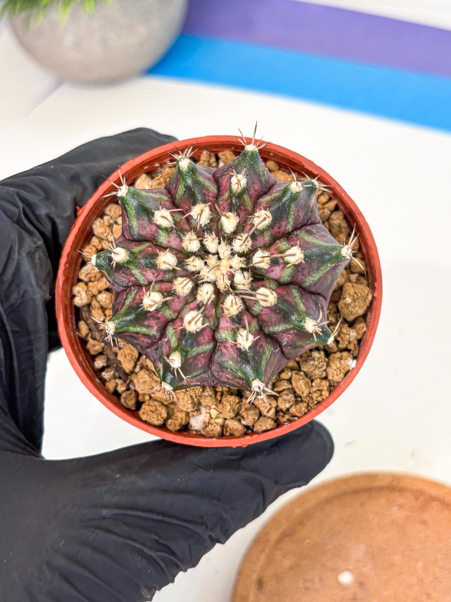 Gymnocalycium T-Rex (gy11) (r7) | Variegated Cactus