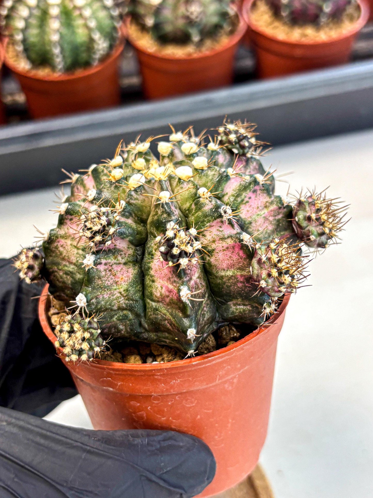 Gymnocalycium T-Rex (gy11) (y1) | Variegated Cactus