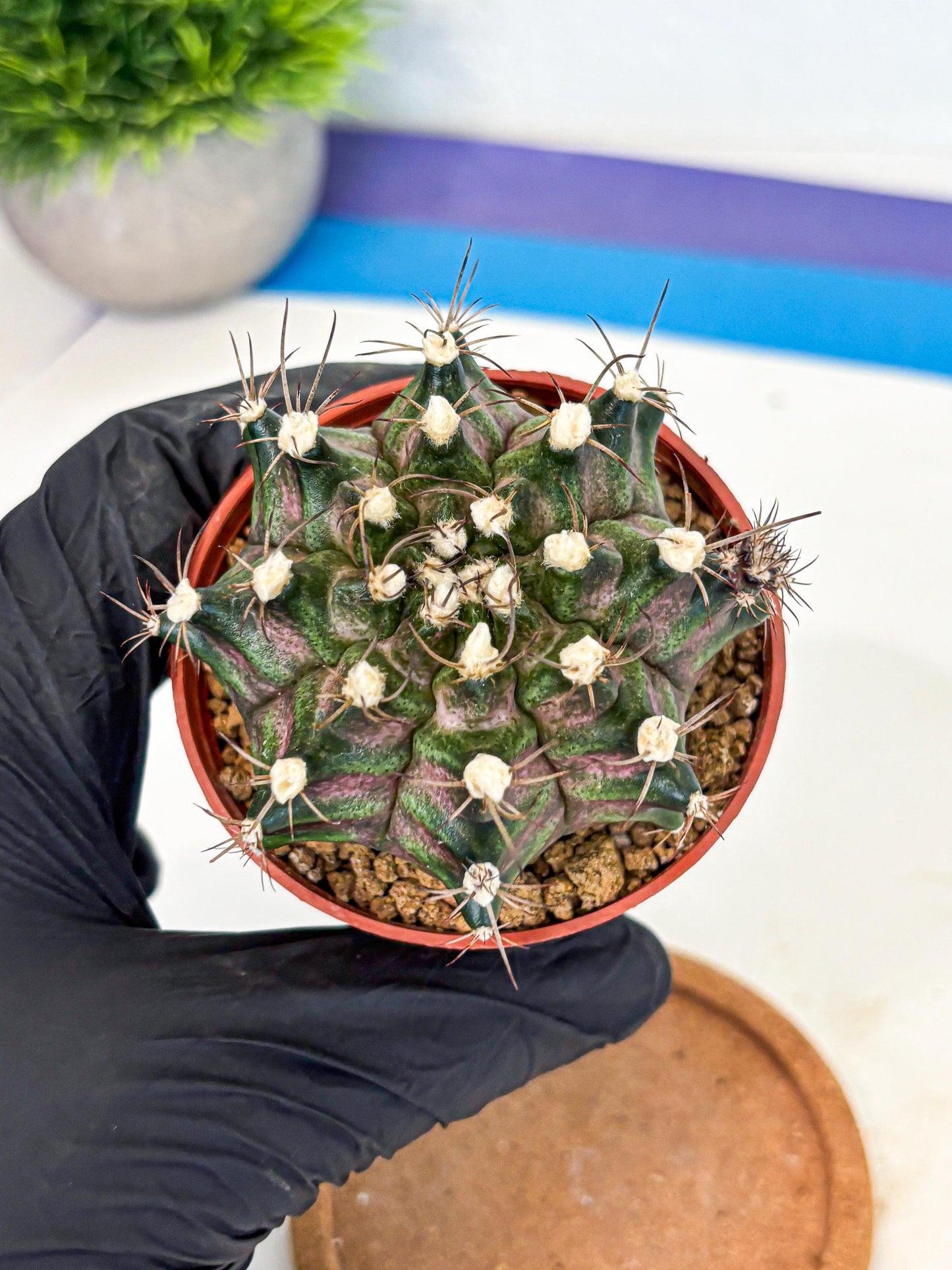 Gymnocalycium T-Rex (gy11) (y3) | Variegated Cactus