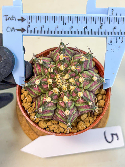 Gymnocalycium T-Rex (gy11) (y5) | Variegated Cactus