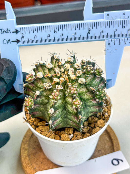 Gymnocalycium T-Rex (gy11) (y6) | Variegated Cactus