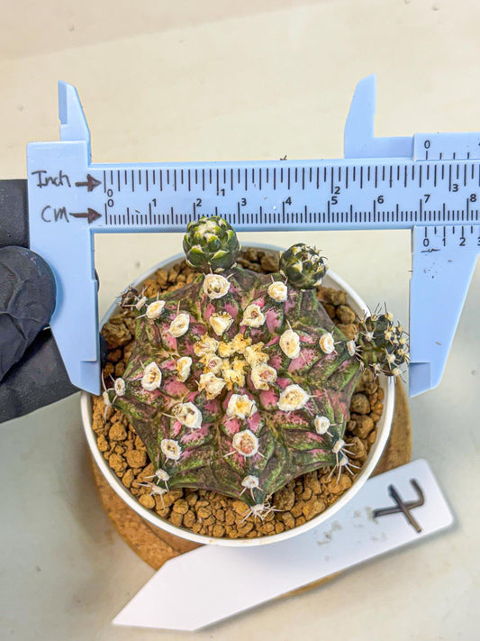 Gymnocalycium T-Rex (gy11) (y7) | Variegated Cactus