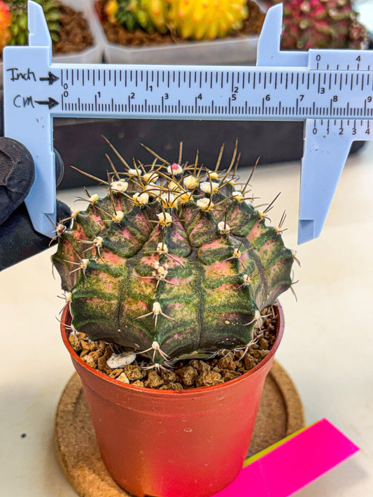 Gymnocalycium T-Rex (oo) (py) | Variegated Cactus