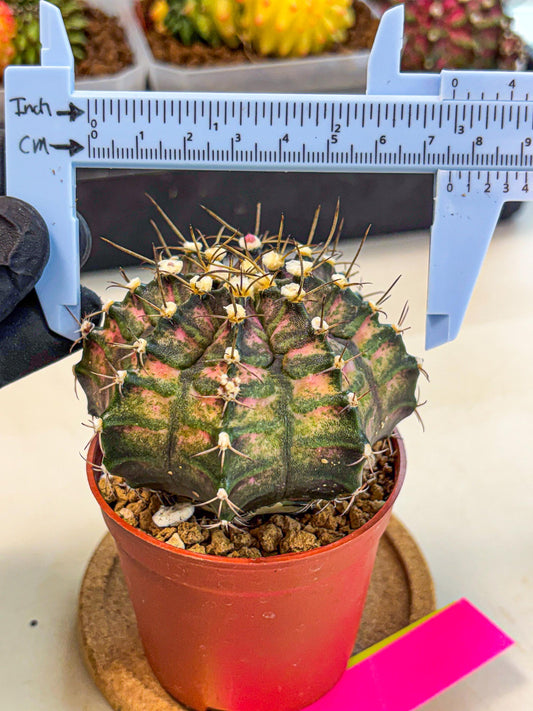 Gymnocalycium T-Rex (oo) (py) | Variegated Cactus