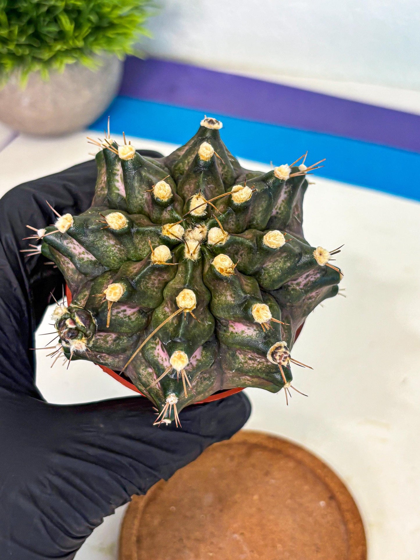 Gymnocalycium T-Rex (oo) (y) | Variegated Cactus