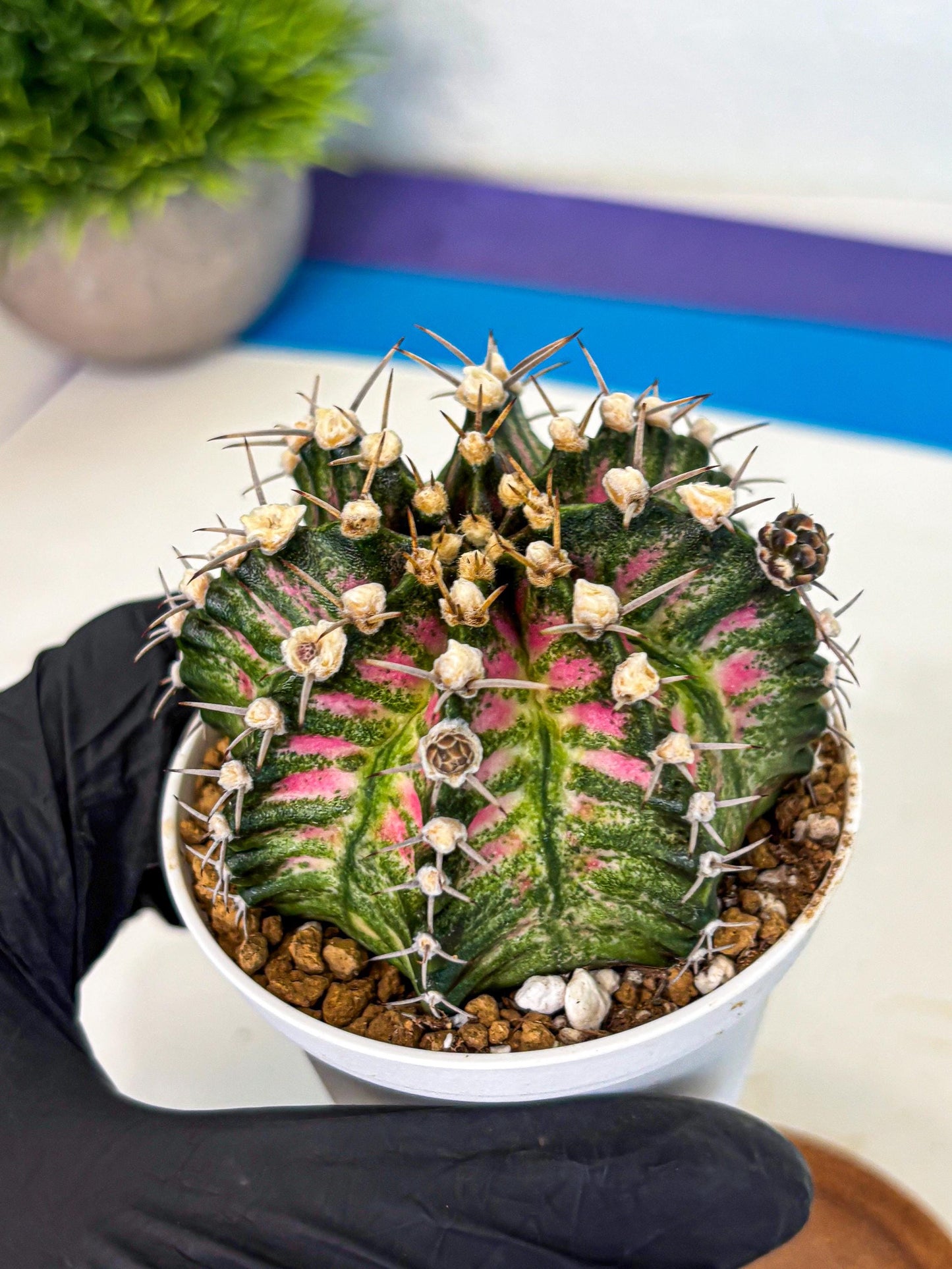 Gymnocalycium T-Rex (oo) (r) | Variegated Cactus