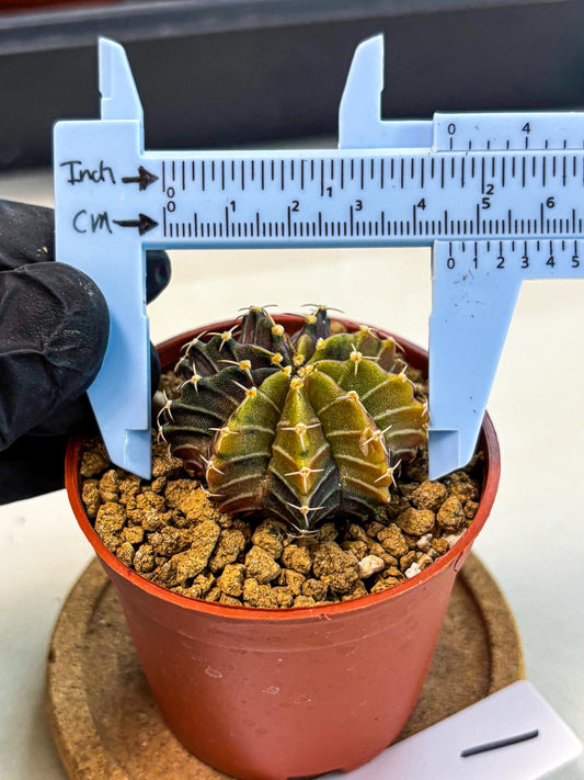 Gymnocalycium Sepia (gy12) (g1) | colorful Variegated Cactus