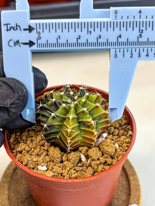 Gymnocalycium Sepia (gy12) (g3) | colorful Variegated Cactus