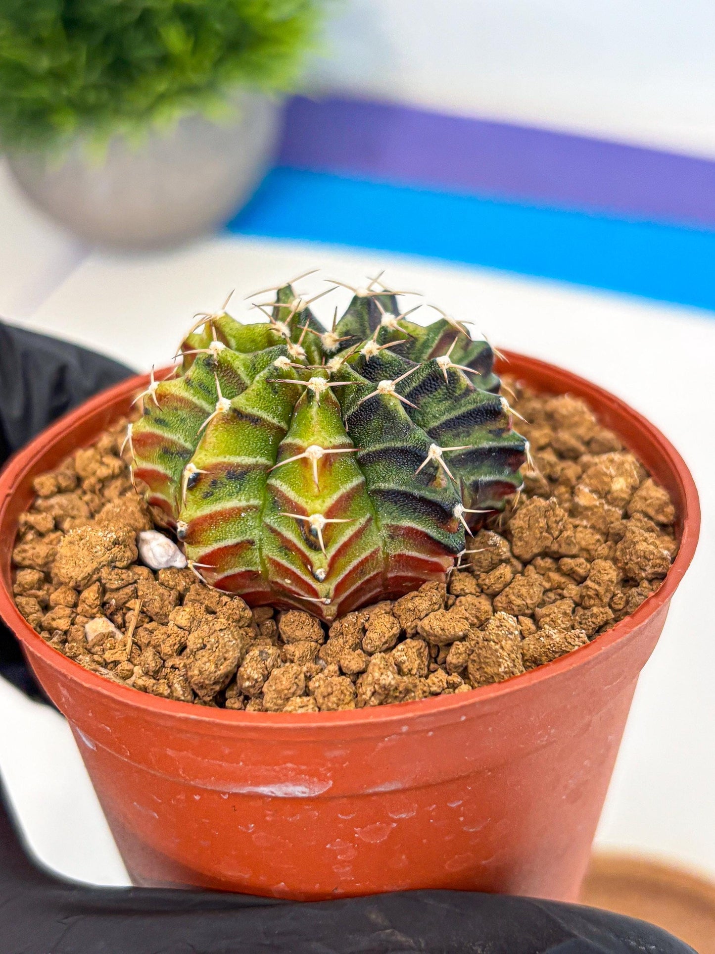Gymnocalycium Sepia (gy12) (g3) | colorful Variegated Cactus