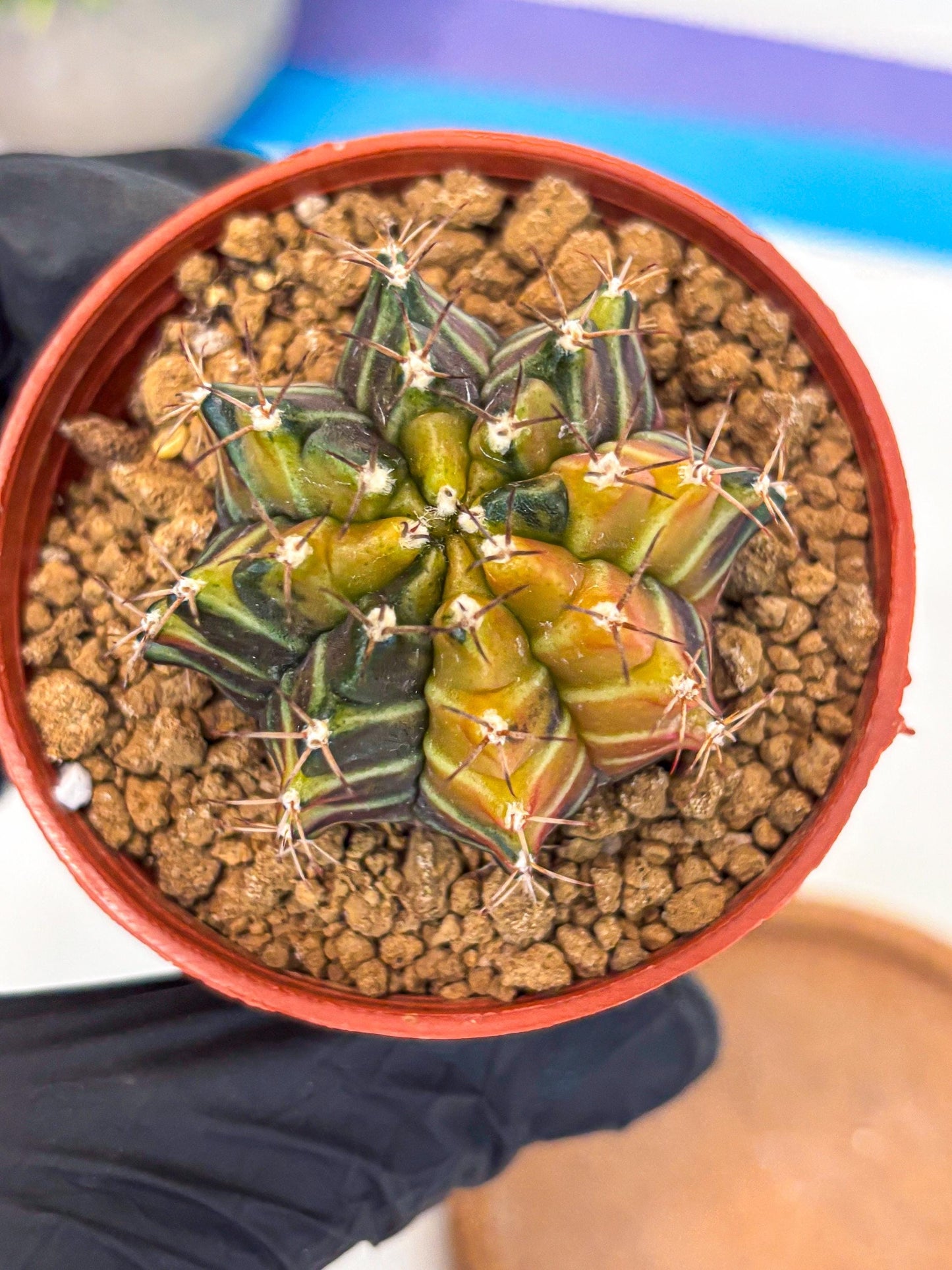 Gymnocalycium Sepia (gy12) (g4) | colorful Variegated Cactus