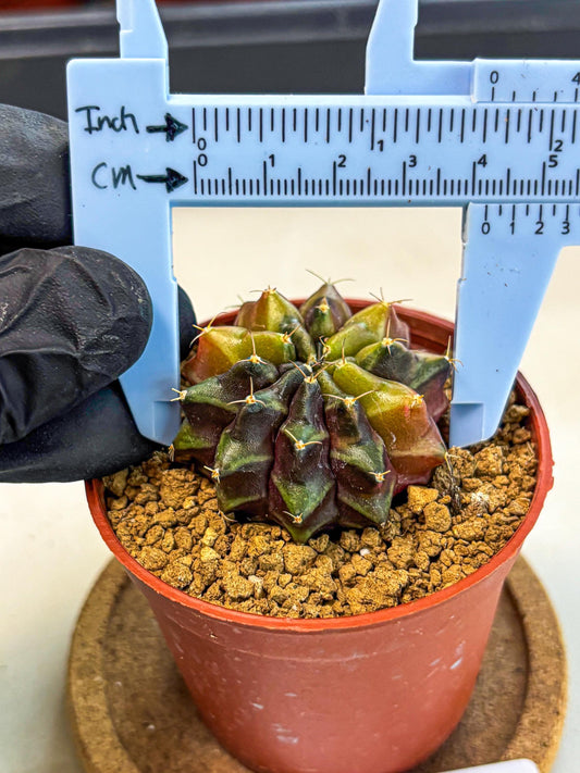 Gymnocalycium Sepia (gy12) (g5) | colorful Variegated Cactus