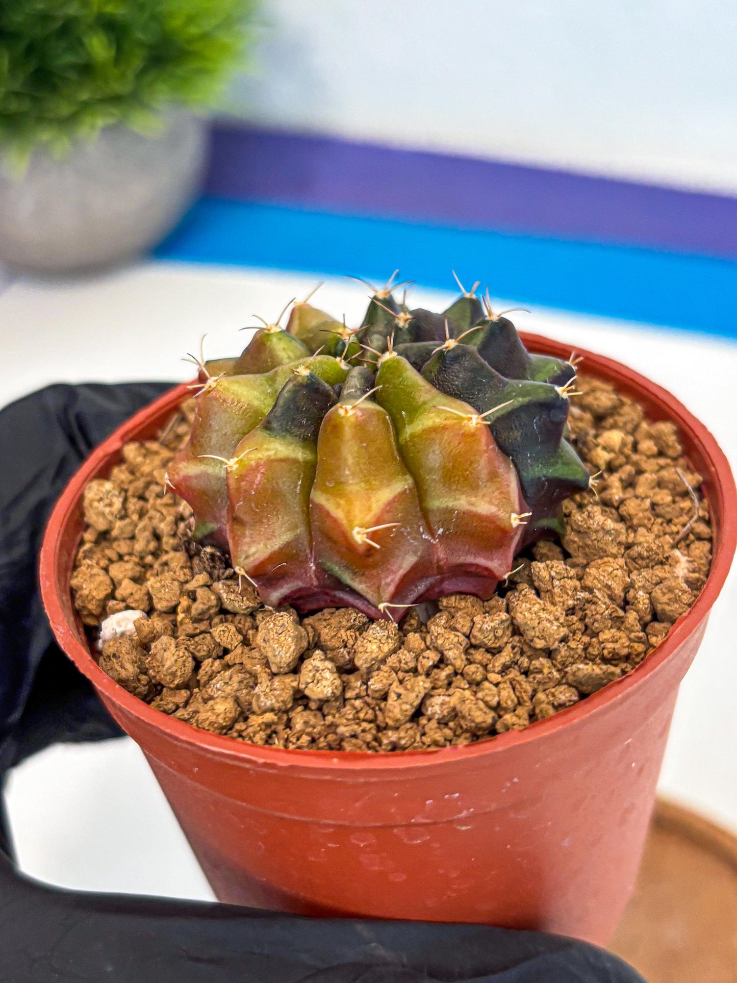 Gymnocalycium Sepia (gy12) (g5) | colorful Variegated Cactus