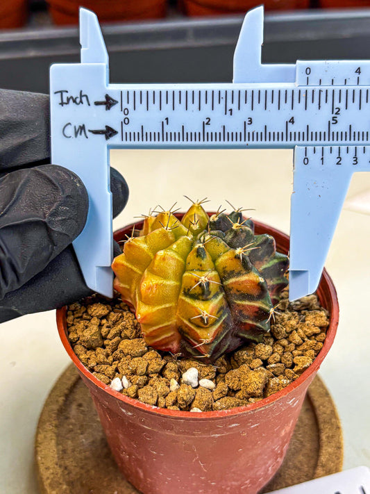 Gymnocalycium Sepia (gy12) (g7) | colorful Variegated Cactus