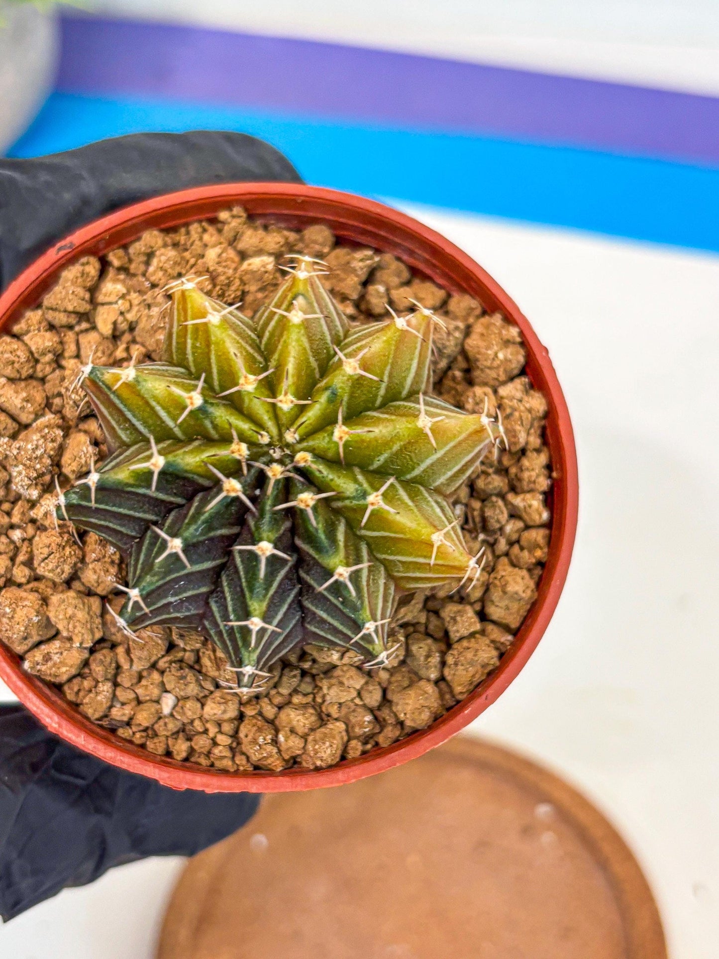 Gymnocalycium Sepia (gy12) (r1) | colorful Variegated Cactus